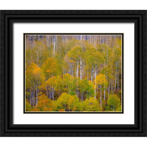 USA-Idaho-Highway 36 west of Liberty and hillsides covered with Aspens in autumn Black Ornate Wood Framed Art Print with Double Matting by Gulin, Sylvia