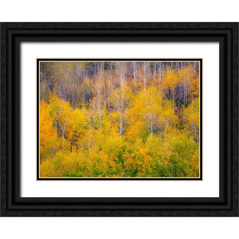 USA-Idaho-Highway 36 west of Liberty and hillsides covered with Aspens in autumn Black Ornate Wood Framed Art Print with Double Matting by Gulin, Sylvia