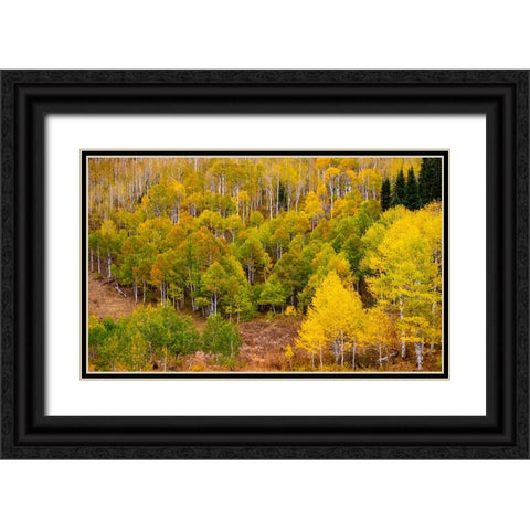 USA-Idaho-Highway 36 west of Liberty and hillsides covered with Aspens in autumn Black Ornate Wood Framed Art Print with Double Matting by Gulin, Sylvia