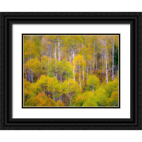 USA-Idaho-Highway 36 west of Liberty and hillsides covered with Aspens in autumn Black Ornate Wood Framed Art Print with Double Matting by Gulin, Sylvia