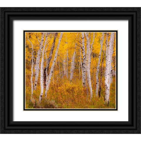 USA-Idaho-Highway 36 west of Liberty and hillsides covered with Aspens in autumn Black Ornate Wood Framed Art Print with Double Matting by Gulin, Sylvia