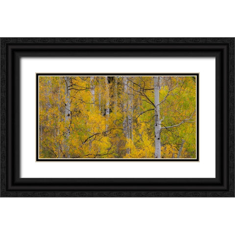 USA-Idaho-Highway 36 west of Liberty and hillsides covered with Aspens in autumn Black Ornate Wood Framed Art Print with Double Matting by Gulin, Sylvia