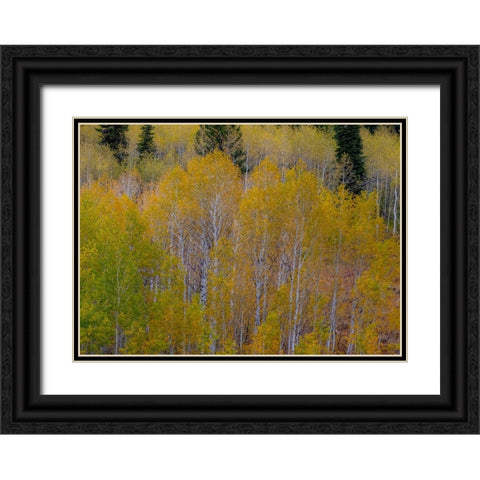 USA-Idaho-Highway 36 west of Liberty and hillsides covered with Aspens in autumn Black Ornate Wood Framed Art Print with Double Matting by Gulin, Sylvia