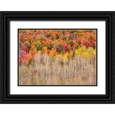 USA-Idaho-Highway 36 west of Liberty and hillsides covered with Canyon Maple and Aspens in autumn Black Ornate Wood Framed Art Print with Double Matting by Gulin, Sylvia