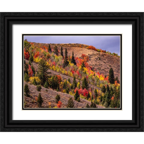 USA-Idaho-St Charles-hillside along dirt road 411 and Fall colored Canyon Maples in Reds Black Ornate Wood Framed Art Print with Double Matting by Gulin, Sylvia