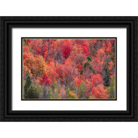 USA-Idaho-St Charles-hillside along dirt road 411 and Fall colored Canyon Maples in Reds Black Ornate Wood Framed Art Print with Double Matting by Gulin, Sylvia