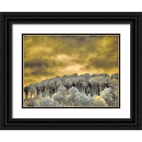 USA-Idaho-Aspens a with clouds Black Ornate Wood Framed Art Print with Double Matting by Eggers, Terry