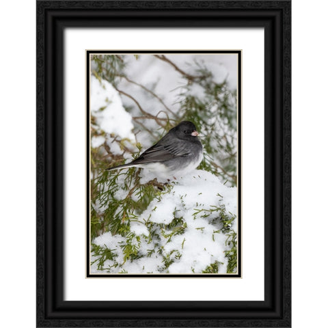 Dark-eyed Junco-Junco hyemalis-feeding in Red Cedar in winter-Marion County-Illinois Black Ornate Wood Framed Art Print with Double Matting by Day, Richard and Susan