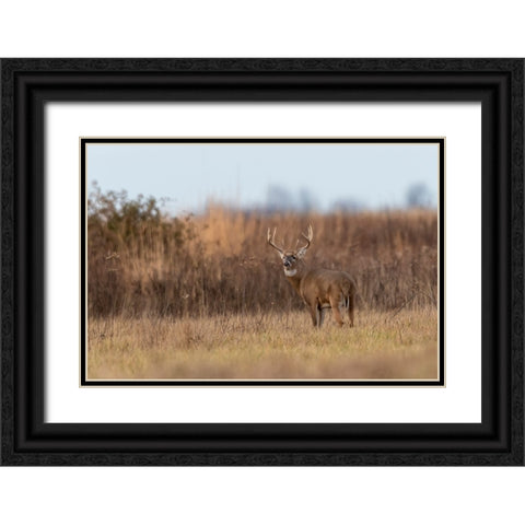 White-tailed Deer-Odocoileus virginianus-buck-Marion County-Illinois Black Ornate Wood Framed Art Print with Double Matting by Day, Richard and Susan