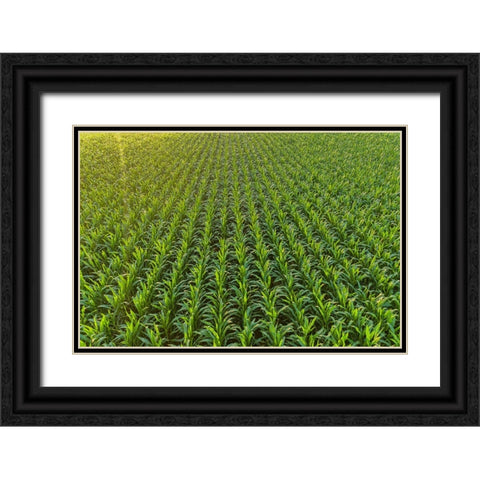 Aerial view of corn field-Marion County-Illinois Black Ornate Wood Framed Art Print with Double Matting by Day, Richard and Susan