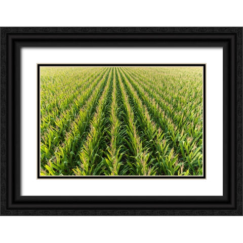 Aerial view of corn field-Marion County-Illinois Black Ornate Wood Framed Art Print with Double Matting by Day, Richard and Susan