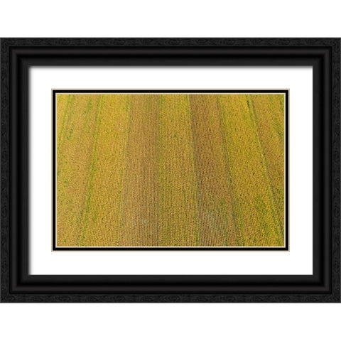 Aerial view of corn field near harvest time-Marion County-Illinois Black Ornate Wood Framed Art Print with Double Matting by Day, Richard and Susan