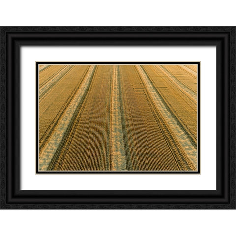 Aerial view of rows of wheat straw before baling-Marion County-Illinois Black Ornate Wood Framed Art Print with Double Matting by Day, Richard and Susan