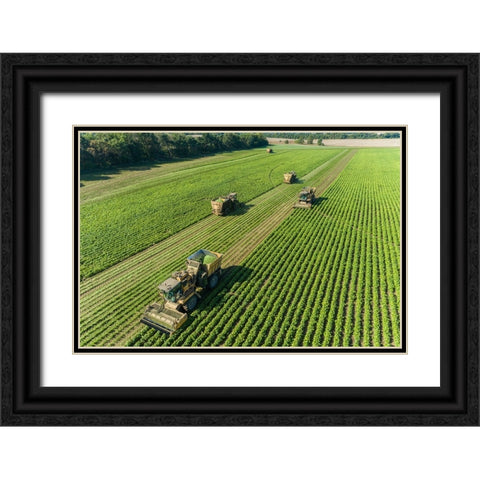 Picking green beans during the green bean harvest-Mason County-Illinois Black Ornate Wood Framed Art Print with Double Matting by Day, Richard and Susan