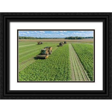 Picking green beans during the green bean harvest-Mason County-Illinois Black Ornate Wood Framed Art Print with Double Matting by Day, Richard and Susan