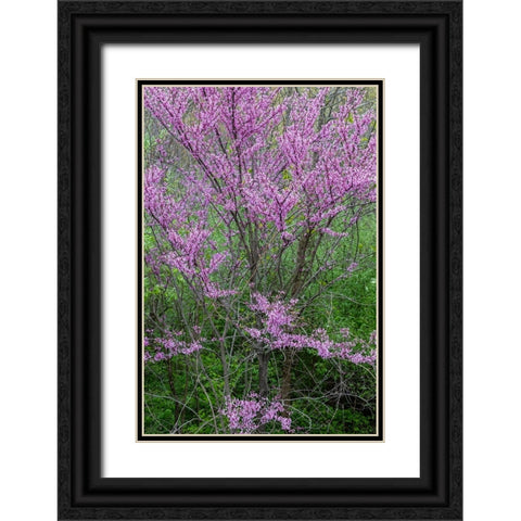 Redbud trees blooms in spring-Marion County-Illinois Black Ornate Wood Framed Art Print with Double Matting by Day, Richard and Susan
