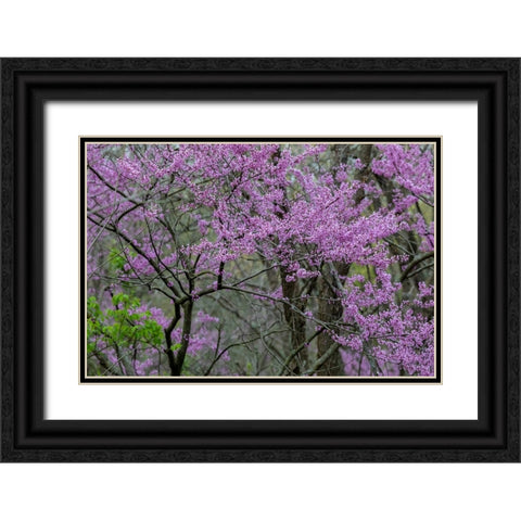 Redbud trees blooms in spring-Marion County-Illinois Black Ornate Wood Framed Art Print with Double Matting by Day, Richard and Susan
