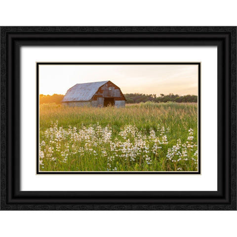 Old barn and field of penstemon at sunset Prairie Ridge State Natural Area-Marion County-Illinois Black Ornate Wood Framed Art Print with Double Matting by Day, Richard and Susan