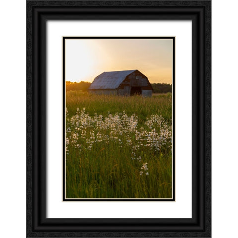 Old barn and field of penstemon at sunset Prairie Ridge State Natural Area-Marion County-Illinois Black Ornate Wood Framed Art Print with Double Matting by Day, Richard and Susan
