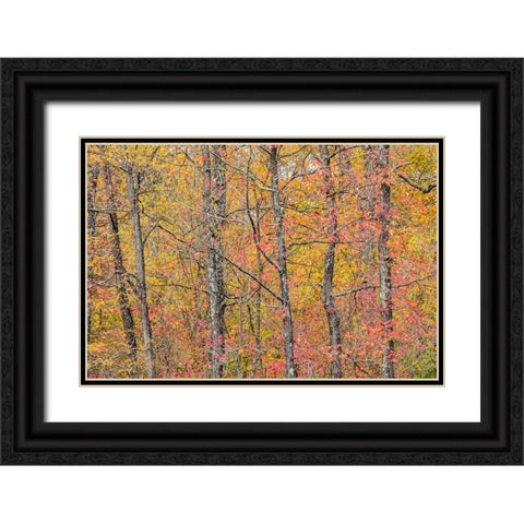Fall color at Pyramid State Park-Perry County-Illinois Black Ornate Wood Framed Art Print with Double Matting by Day, Richard and Susan