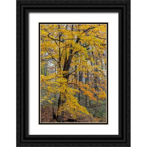 Fall color at Stephen A-Forbes State Park-Marion County-Illinois Black Ornate Wood Framed Art Print with Double Matting by Day, Richard and Susan