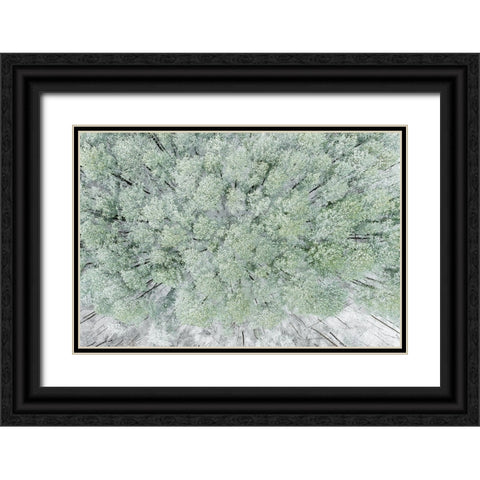 Aerial view of woods and white pine trees after a snowfall-Marion County-Illinois Black Ornate Wood Framed Art Print with Double Matting by Day, Richard and Susan