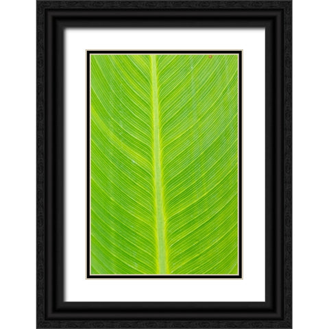 Canna leaf-Marion County-Illinois Black Ornate Wood Framed Art Print with Double Matting by Day, Richard and Susan