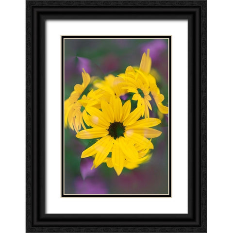 Coreopsis Flower-Louisville-Kentucky Black Ornate Wood Framed Art Print with Double Matting by Jones, Adam