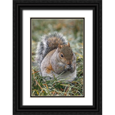 Eastern gray squirrel-Kentucky Black Ornate Wood Framed Art Print with Double Matting by Jones, Adam