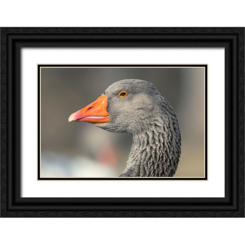 French Toulouse Goose-Kentucky Black Ornate Wood Framed Art Print with Double Matting by Jones, Adam