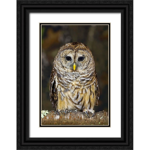 Barred owl-Kentucky Black Ornate Wood Framed Art Print with Double Matting by Jones, Adam