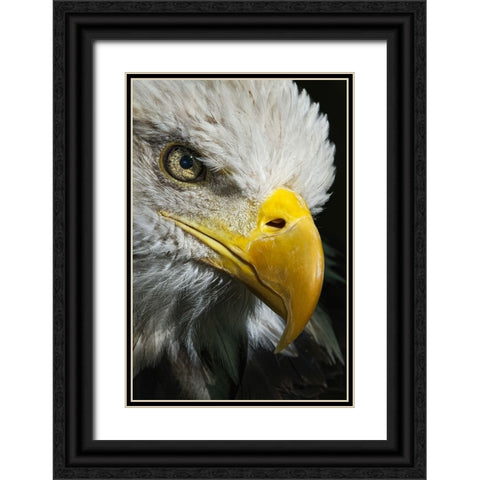 Close-up portrait of Bald eagle-Kentucky Black Ornate Wood Framed Art Print with Double Matting by Jones, Adam