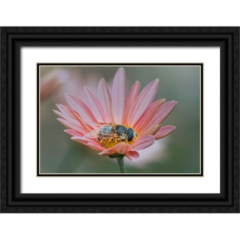Fly mimicking a bee-Kentucky Black Ornate Wood Framed Art Print with Double Matting by Jones, Adam