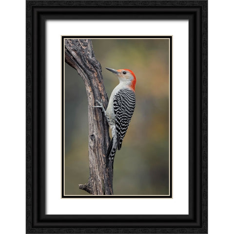 Male Red-bellied woodpecker in autumn-Kentucky Black Ornate Wood Framed Art Print with Double Matting by Jones, Adam