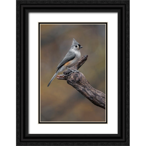 Tufted titmouse-Kentucky Black Ornate Wood Framed Art Print with Double Matting by Jones, Adam