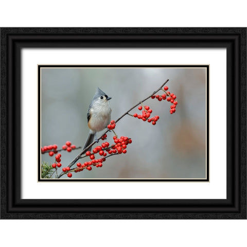 Tufted titmouse and red berries-Kentucky Black Ornate Wood Framed Art Print with Double Matting by Jones, Adam