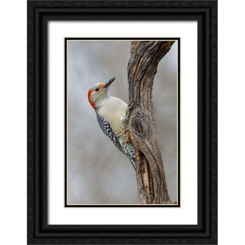 Female Red-bellied woodpecker and red berries-Kentucky Black Ornate Wood Framed Art Print with Double Matting by Jones, Adam