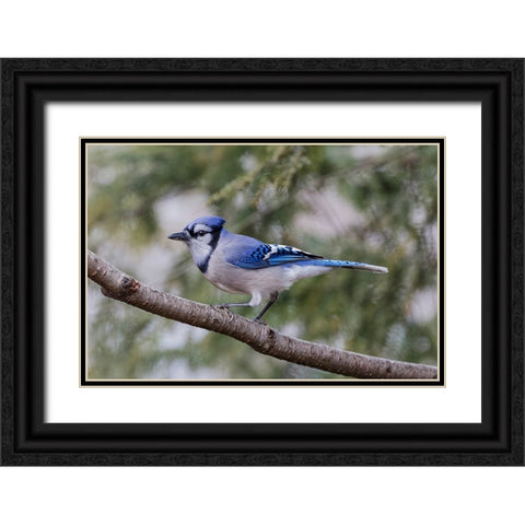 Blue jay in winter-Kentucky Black Ornate Wood Framed Art Print with Double Matting by Jones, Adam