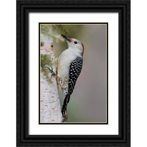 Female Red-bellied woodpecker-Melanerpes carolinus and red berries-Kentucky Black Ornate Wood Framed Art Print with Double Matting by Jones, Adam