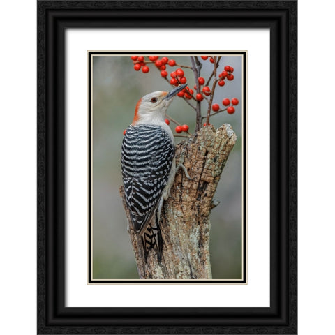 Female Red-bellied woodpecker and red berries-Kentucky Black Ornate Wood Framed Art Print with Double Matting by Jones, Adam