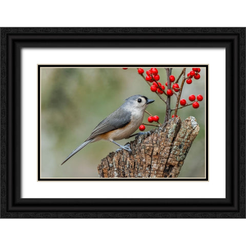 Tufted titmouse and red berries-Kentucky Black Ornate Wood Framed Art Print with Double Matting by Jones, Adam