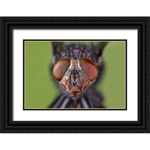 Extreme close-up of house fly head and face-Kentucky Black Ornate Wood Framed Art Print with Double Matting by Jones, Adam