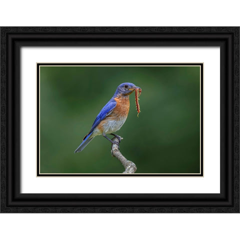Male Eastern bluebird with centipede-Kentucky Black Ornate Wood Framed Art Print with Double Matting by Jones, Adam