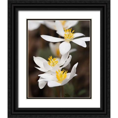 Bloodroot flowers The Parklands-Louisville-Kentucky Black Ornate Wood Framed Art Print with Double Matting by Jones, Adam