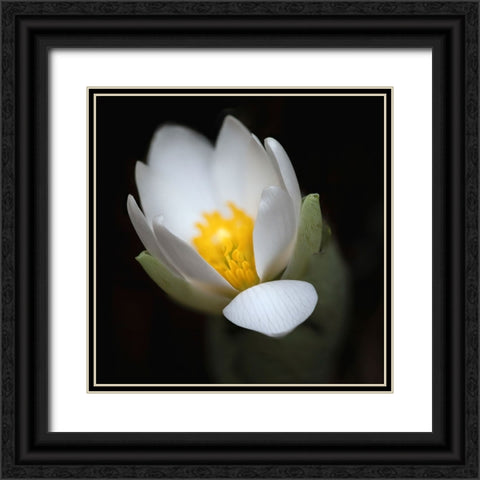 Bloodroot flower The Parklands-Louisville-Kentucky Black Ornate Wood Framed Art Print with Double Matting by Jones, Adam