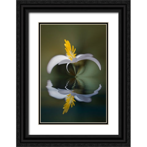 Bloodroot flower and reflection The Parklands-Louisville-Kentucky Black Ornate Wood Framed Art Print with Double Matting by Jones, Adam