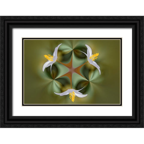 Bloodroot flower The Parklands-Louisville-Kentucky Black Ornate Wood Framed Art Print with Double Matting by Jones, Adam