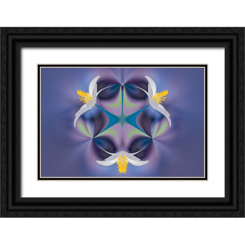 Bloodroot flower The Parklands-Louisville-Kentucky Black Ornate Wood Framed Art Print with Double Matting by Jones, Adam