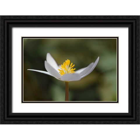 Bloodroot flower The Parklands-Louisville-Kentucky Black Ornate Wood Framed Art Print with Double Matting by Jones, Adam