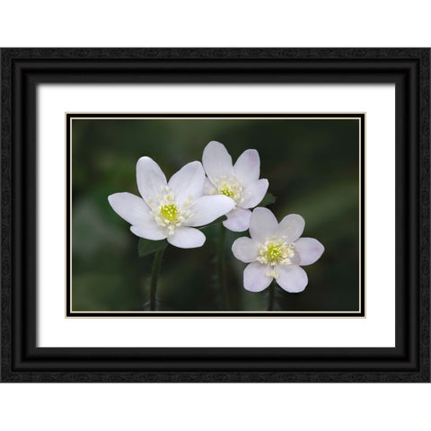 Trio of wood anemone flowers-The Parklands-Louisville-Kentucky Black Ornate Wood Framed Art Print with Double Matting by Jones, Adam